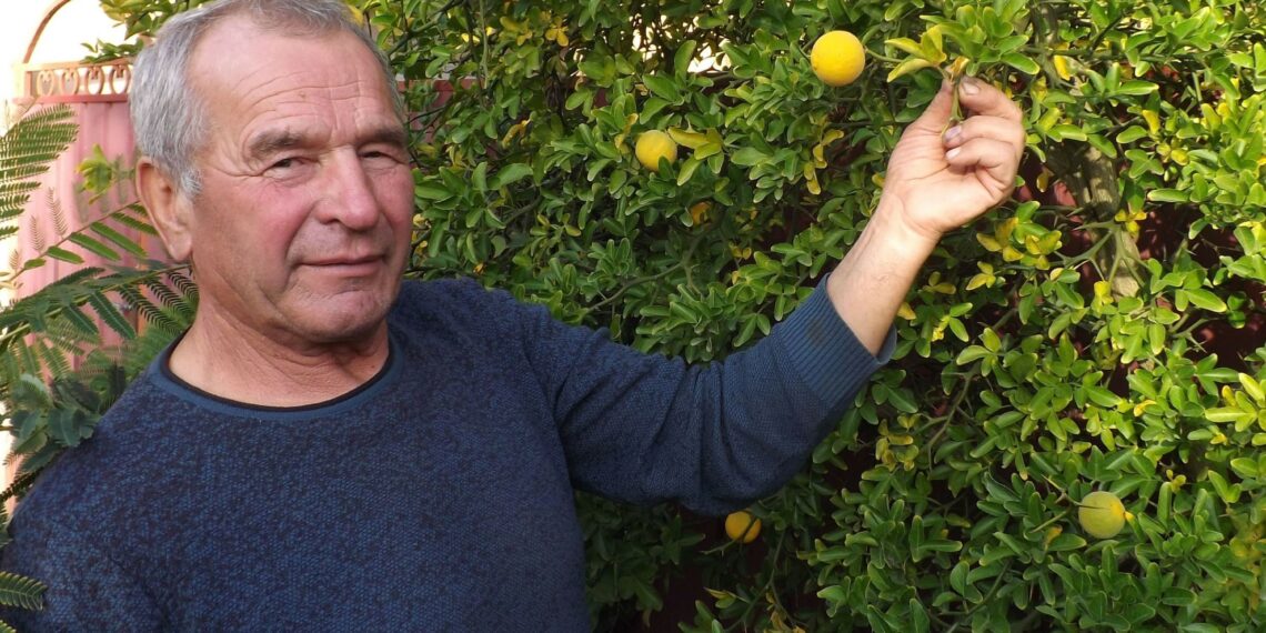 Екзотична родзинка подвір’я – понцирус трилистий