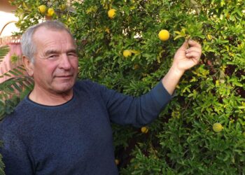 Екзотична родзинка подвір’я – понцирус трилистий