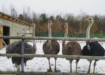 Страусину ферму серед карпатських лісів відкрив ветеран-підприємець