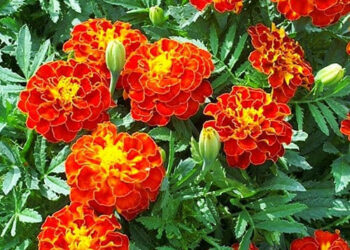 Насіння чорнобривців невибагливе. Його можна сіяти сухим. Фото: florium.ua