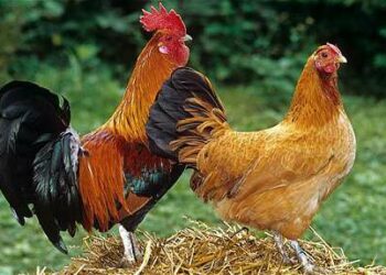 Нестача мінералів у раціоні птиці спричиняє низку негативних наслідків. Фото: poradumo.com.ua