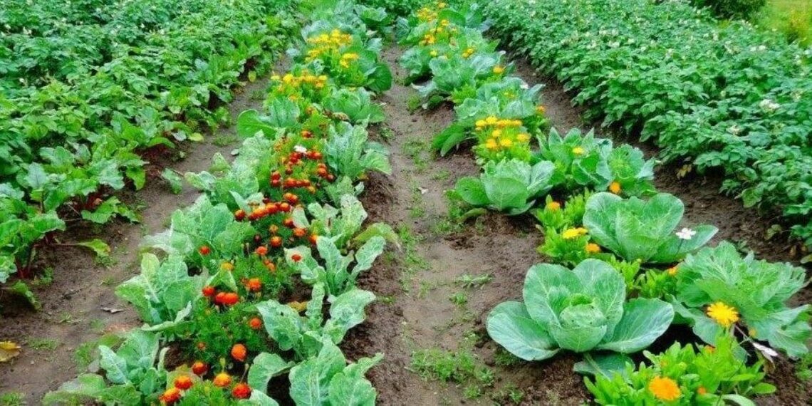 Вибір сусіда по грядці – важлива справа. Фото: agrarii-razom.com.ua