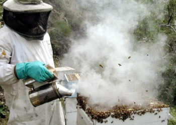 Обкурювання бджіл. Навіщо потрібне?