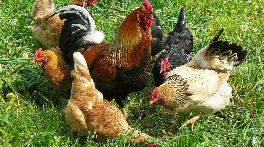 При виникненні інфекційних хвороб насамперед необхідно поліпшувати умови утримання, годівлі і догляду. Фото: familytimes.com.ua