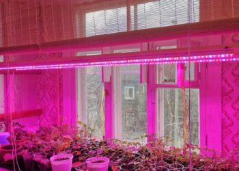 Фітолампа для рослин