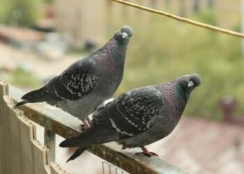 Віднадити голубів із балкона