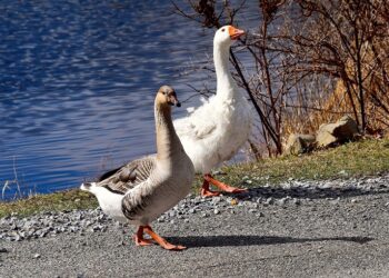 Гуска може не нестися через холод і нестачу їжі