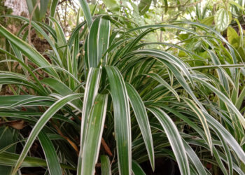 Хлорофітум не примхливийу догляді та корисний вдома