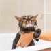 Водні процедури для домашнього кота