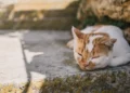 Якщо котик ховає лапки, то довіряє господарю або ж захворів