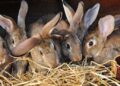 Щоб кролики росли здоровими, слід вчасно проводити профілактичні випоювання, робити щеплення якісною вакциною. Фото: proagro.com.ua