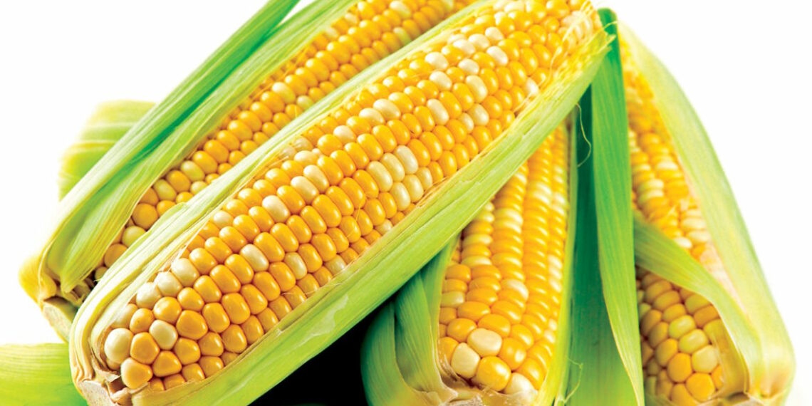 Кукурудза досить примхлива і вимагає точного дотримання певних вимог. Фото: harbuz.info