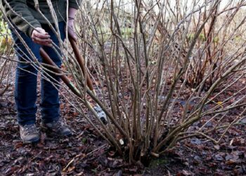 Захистити ягідні кущі від шкідників…окропом