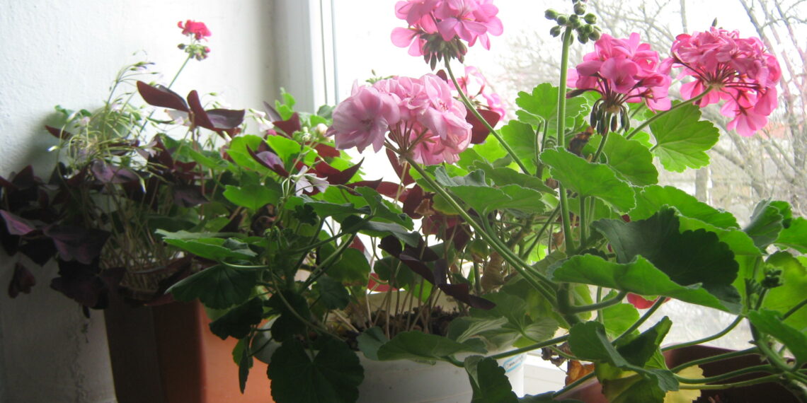 Людмила Каширська поливає кімнатні рослини відваром овочів. Фото автора.