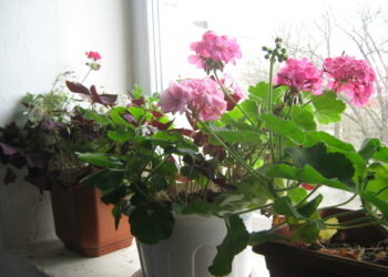 Людмила Каширська поливає кімнатні рослини відваром овочів. Фото автора.