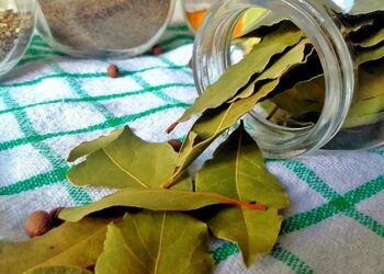 Лаврове листя покращує стан ґрунту та коренів, підвищує стійкість рослин до захворювань. Фото: prostoway.com