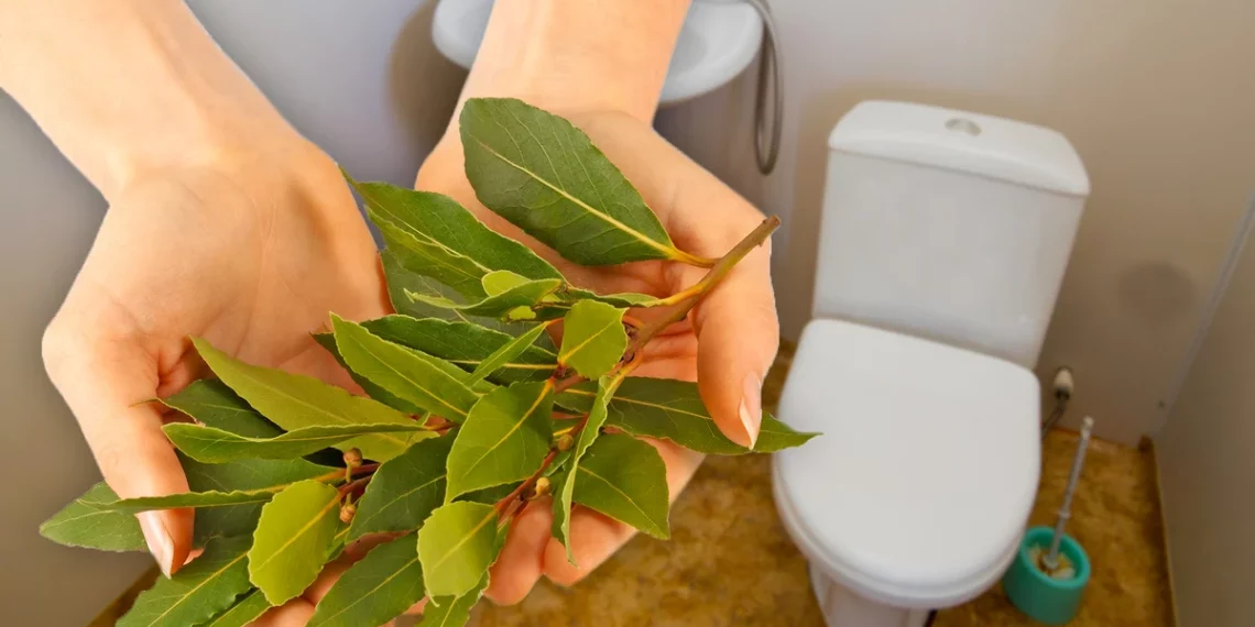 Лавровий лист в туалеті. Навіщо?