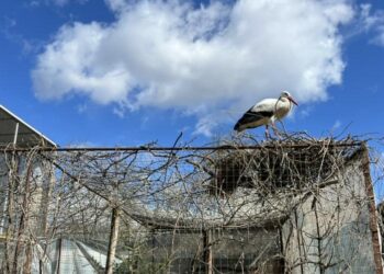 Лелека, якого в Домівці вигодували з маленького, будує собі на вольєрі гніздо. Життя триває. Фото з архіву «Домівки врятованих тварин».