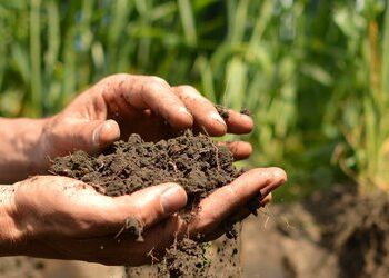 Чому сівозміна важлива?