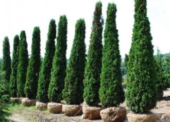 Туї біля дому – варто садити чи ні?