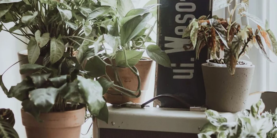 Вазони, що не бояться засухи