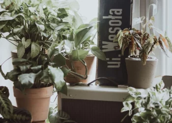 Вазони, що не бояться засухи