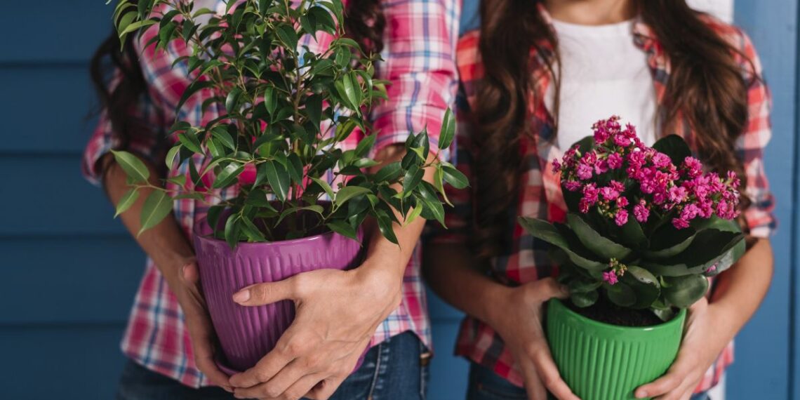 Чому краще не дарувати квіти в горщиках