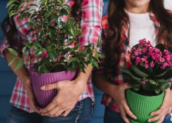 Чому краще не дарувати квіти в горщиках