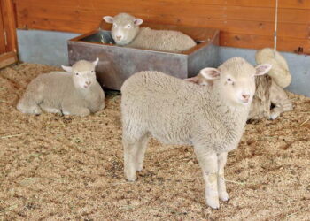 Вівці нерідко приводять трійню. Фото: agrotimes.ua