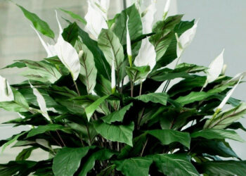 Чому «жіноче щастя» може не цвісти?