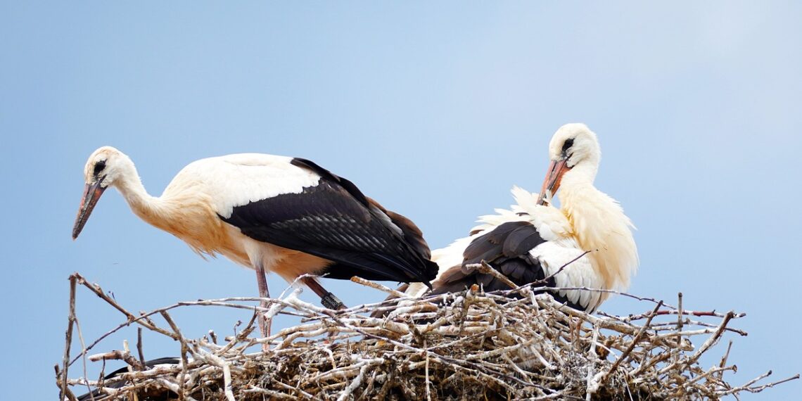 Лелеки можуть змінювати місця гніздування. Фото: pixabay.com