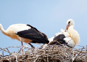 Лелеки можуть змінювати місця гніздування. Фото: pixabay.com