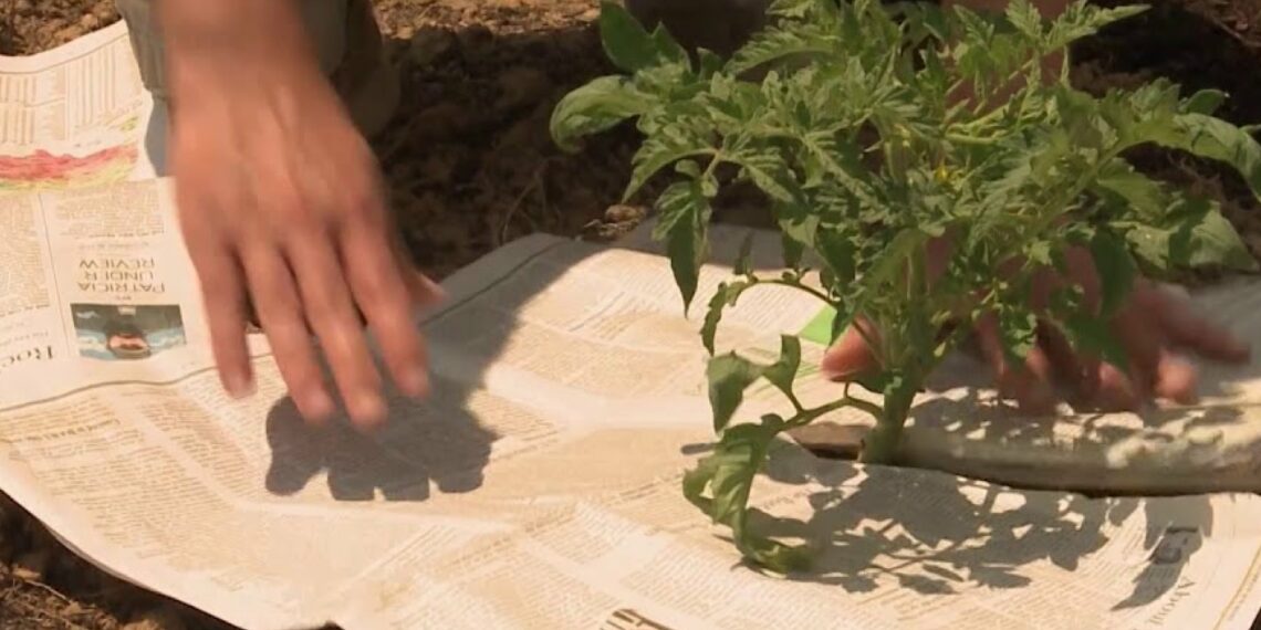 Позбутися бур’янів можна з допомогою старих газет. Фото: telegraf.com.ua