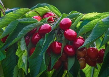 Фото: pixabay.com