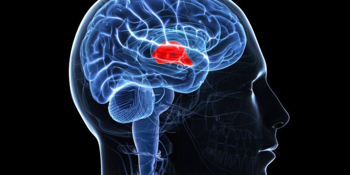 Гіпофіз — це маленька залоза розміром з горошину, розташована біля основи мозку. Фото: nordin.by