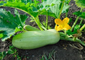 Під грядку на кабачки краще виділити тепле сонячне місце. Фото: cdn.asterias.od.ua