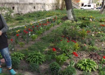 «Я дуже люблю квіти, тож отримую радість для душі і маю насолоду для очей», – каже Катерина Фіщук. Фото автора.