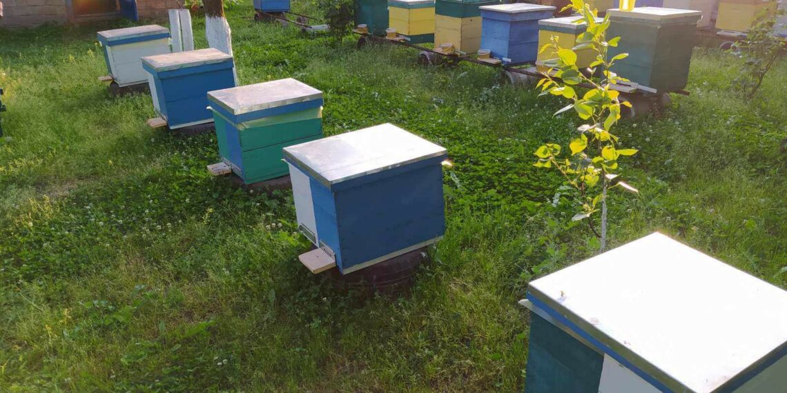 У планах пасічника – розвиток зеленого туризму з апібудиночками, адже він живе у досить мальовничому місці, де ліс та річка поряд, а до міської метушні десятки кілометрів. Та щоб реалізувати це все, потрібна стабільність та впевненість у завтрашньому дні, де не будуть лунати сирени, де буде спокійне життя. Фото з архіву Миколи Приходька.