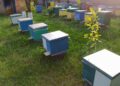 У планах пасічника – розвиток зеленого туризму з апібудиночками, адже він живе у досить мальовничому місці, де ліс та річка поряд, а до міської метушні десятки кілометрів. Та щоб реалізувати це все, потрібна стабільність та впевненість у завтрашньому дні, де не будуть лунати сирени, де буде спокійне життя. Фото з архіву Миколи Приходька.