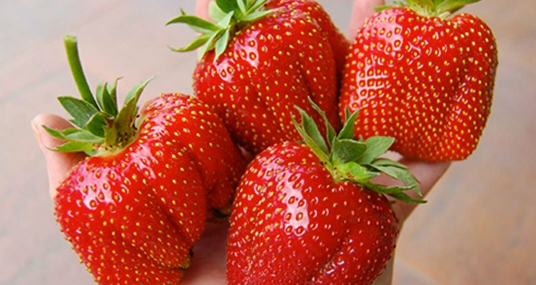 Полуниця вирізняється сильними антиоксидантними властивостями, а тому щоденне вживання цієї ягоди допомагає запобігти запальним процесам. Фото: litynsad.com.ua