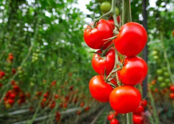 Існують речовини, які здатні надати помідорам солодкості. Фото: zelenasadyba.com.ua