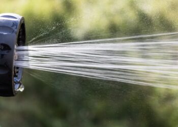 Під дерево слід вилити 3-5 літрів води. Фото Renee Gaudet з сайту Pixabay