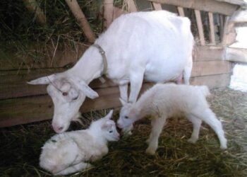 Зазвичай коза народжує двох малят. Фото: dpss-ks.gov.ua