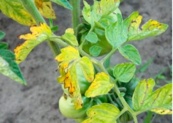 Щоб врятувати урожай, потрібно вчасно розпізнати хворобу і почати з нею боротися. Фото: fazenda.net.ua