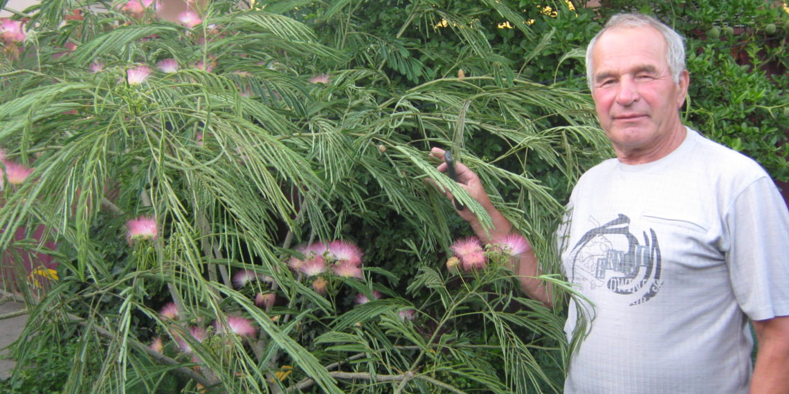 Ось таку альбіцію виростив Анатолій Семеренко. Фото автора.