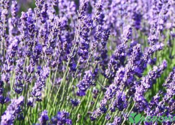 Позитивний результат принесе вже сам процес вирощування, а рослини можна додавати в чай чи готувати заспокійливі настоянки. Фото: file.agro-market.net