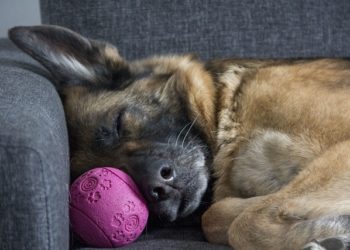 Фото: pixabay.com