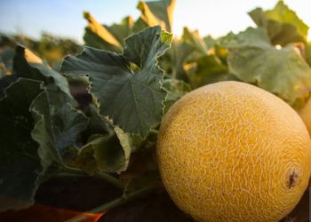 Найкращу лежкість мають середньостиглі та пізні сорти. Фото: pixabay.com