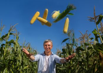 Виведенням сортів суперсолодкої кукурудзи вінничанин Михайло Нагорняк разом з іншими вітчизняними селекціонерами займається вже майже 20 років. Фото з архіву селекціонера.