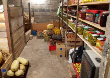 Перед тим як занести зібраний урожай у підвал чи погріб, його треба добре просушити на повітрі. Фото: poradnica.com.ua